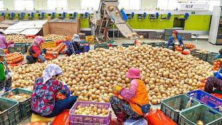 Amazing! A collection of BEST8 large-scale food production factories in Korea