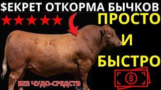 Главный секрет откорма бычков который никто не расскажет!