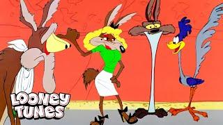 20 Minutes Of Wile E. Coyote Being A Hot Mess | Looney Tunes | @GenerationWB