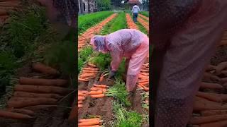 The process of pulling carrots #shorts #agriculture #satisfying #shot #EliteShortsUnleashed #2854