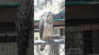 Animals instinctively know who to trust. Hawk does not fear him