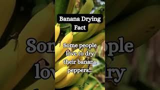 Banana Pepper Drying Fact