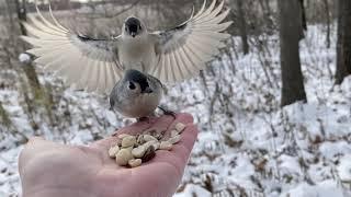 Hand-feeding Birds in Slow Mo — Tufted Titmouse