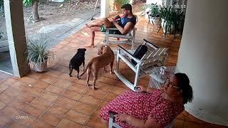 Minha pitbull ataca outro cachorro e acabo abrindo minha mão