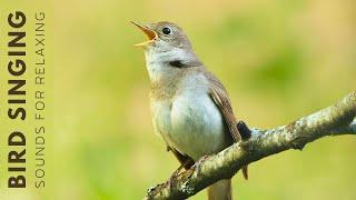 Birds Singing - Morning Bird Sounds, Relaxing Bird Sounds Heal Stress, Birds Chirping