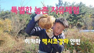좀 특별한 농촌치유체험 히카마 맥시코감자 얀빈 경주힐링마을 치유농장