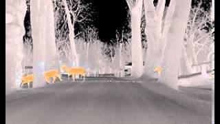 Rolls Royce Animal Detection