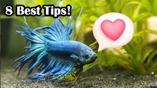 How To Create A Bond With Your Betta Fish