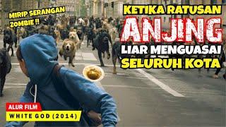 RATUSAN ANJING LIAR MENYERANG KOTA DEMI MEMBALASKAN DENDAM | Alur Cerita Film WHITE GOD (2014)