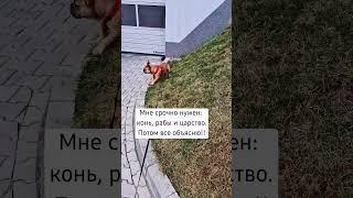 Та ну не) #humour #ias #cover #music #бульдожка #французкийбульдог #смешно #видео #рекомендации