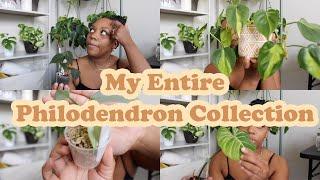 My Philodendron Collection | 15+ species