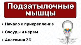 Подзатылочные мышцы: анатомия, начало и прикрепление, мышцы головы