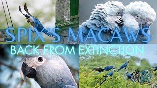 Spix's Macaws RETURN TO THE WILD - Back From the Brink of EXTINCTION