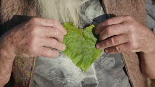 Die Linde - Der Baum der heilenden Liebe