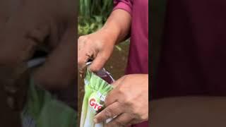 How to grow Radish ( Cara menanam Lobak ) #farming #food #petani