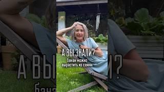 БАНАН У ВАС ДОМА / больше интересных фактов о  в моем тг t.me/spottykit