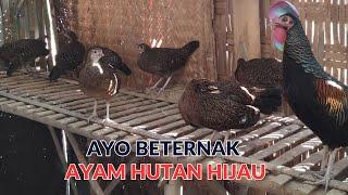 SEPUTAR USAHA PETERNAKAN AYAM HUTAN HIJAU RUMAHAN