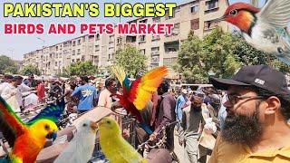 Lalukhet Birds Market Karachi is truly the Biggest Sunday birds Market in Pakistan #birds #pets