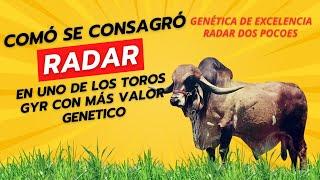 COMÓ SE CONSAGRÓ RADAR EN UNO DE LOS TOROS GYR CON MÁS VALOR GENETICO.