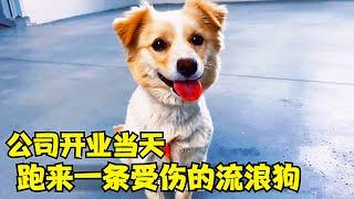 公司開業的大喜日子，竟跑來一條受傷的流浪狗，結局很暖心！