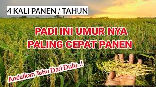 PADI P08, UMUR SUPER GENJAH TOLERAN KEKERINGAN #P08_Ug #CepatPanen