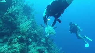 Diving Belize Barrier Reef - Glover’s Reef Atoll May 2023