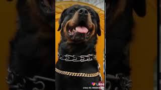 Video especial para Sandra cires Art