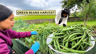 FILIPINA BRITISH LIFE IN UK: GREEN BEANS HARVEST! HITIK SA BUNGA AT UMAAPAW ANG ANI NG SITAW