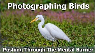 Photographing Birds - Pushing Through The Mental Barrier