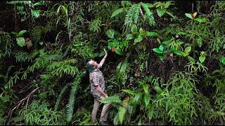 FIELD TRIP WITH PATRICK BLANC IN MOLUCCAS - INDONESIA