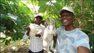 Buying Rabbits & Setting up || How to Start a Rabbit Farm in Ghana