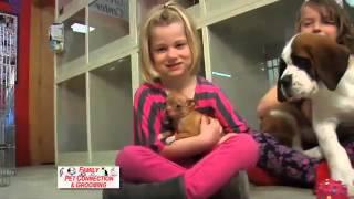 Family Pet Connection - Puppies & Kittens