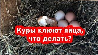 Как отучить кур клевать яйца