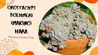 Orostachys Boehmeri Makino Hara (Chinese Dunce Cap) Care Tips