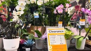 Found hoya plant and other flowers on clearance sale at Lowe’s indoor plants tour