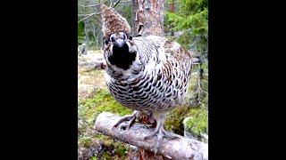 Curious Hazel grouse / Nyfiken järpe