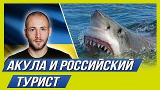 Акула съела россиянина в Египте. Как реагирует украинское общество?