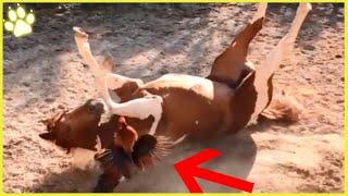 12 Athletic Horses Challenging Other Animals Brutally