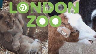 Exploring ZSL London Zoo For The First Ever Time! VLOG 21st May 2024