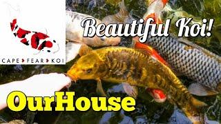 Butterfly Koi - Cape Fear Koi - Backyard Ponds & Fish - OurHouse