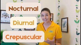 What does it mean to be nocturnal, diurnal, or crepuscular? A fun video explaining the differences