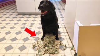 Dog Comes Home With Money Every Day – Owner Calls 911 When Finding Out Why!