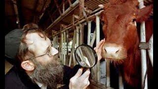 HOLY COWS!  THERE ARE NOW NO KOSHER RED HEIFERS?! WHAT NOW?! - Night Watch with Bro Chooch