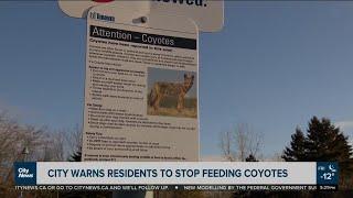 City urging residents to not feed coyotes