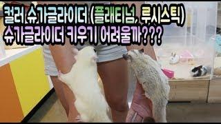 슈가글라이더키우기 진짜어려울까?? 직접인터뷰해보았다.