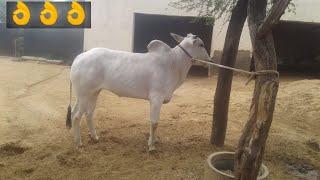 very beautiful nagori bachhda | ox race | racing bulls | nagori bail | indian cow