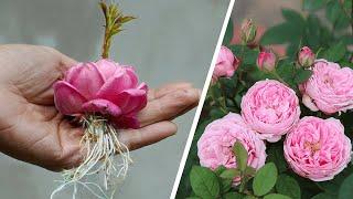 The method of growing roses from buds | How to propagation Roses | Bear's Garden