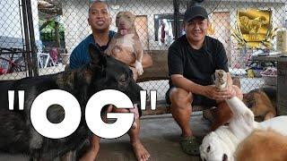 OG | DOG BEHAVIORIST SA PILIPINAS