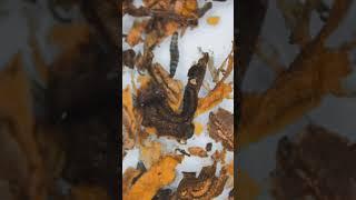 СИГАРЕТА ПОД МИКРОСКОПОМ