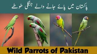 Wild Parrots of Pakistan | Ringneck, Alexandrine, Plum headed, Slaty headed | Wildlife of Pakistan